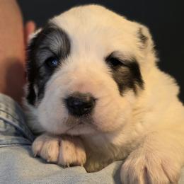 Central Asian Shepherd Dog and Skye Terrier Puppies from A Plus A