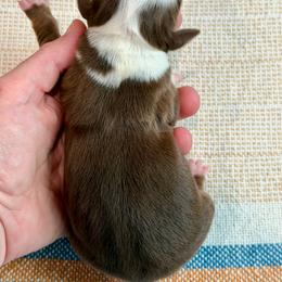 Athena - Red tri female Miniature Australian Shepherd puppy in Sandy Hook, Kentucky from RidgeTop Aussies