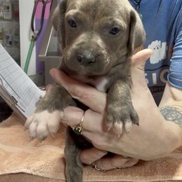 Small Boy - Blue male Mountain Cur puppy in Georgetown, Ohio from Walnut Ridge Mountain Curs