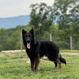 Kipper - German Shepherd