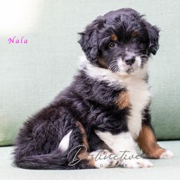 Nala - Black tri-color female Aussiedoodle puppy in Kennesaw, Georgia from Distinctive Doodle