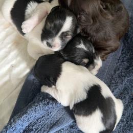 Miniature Schnauzer puppies from EsKay Mini Schnauzers