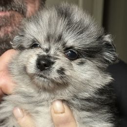 Stevee - Blue merle female Pomeranian puppy in Jackson, New Jersey from Peapod Pomeranians