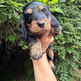 Akc Dory - Black and tan female Dachshund puppy in Erie, Michigan from Champagne’s Grinch Toe’d Dachshunds