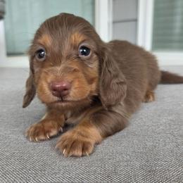 Chocolate tan - Chocolate and tan male Dachshund puppy in Ashford, Alabama from Circle City Dachshunds