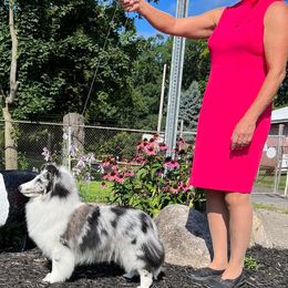 Emily - Shetland Sheepdog