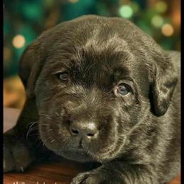 Black Boy 1 - Black male Labrador Retriever puppy in Malabar, Florida from Mythic Labradors, LLC