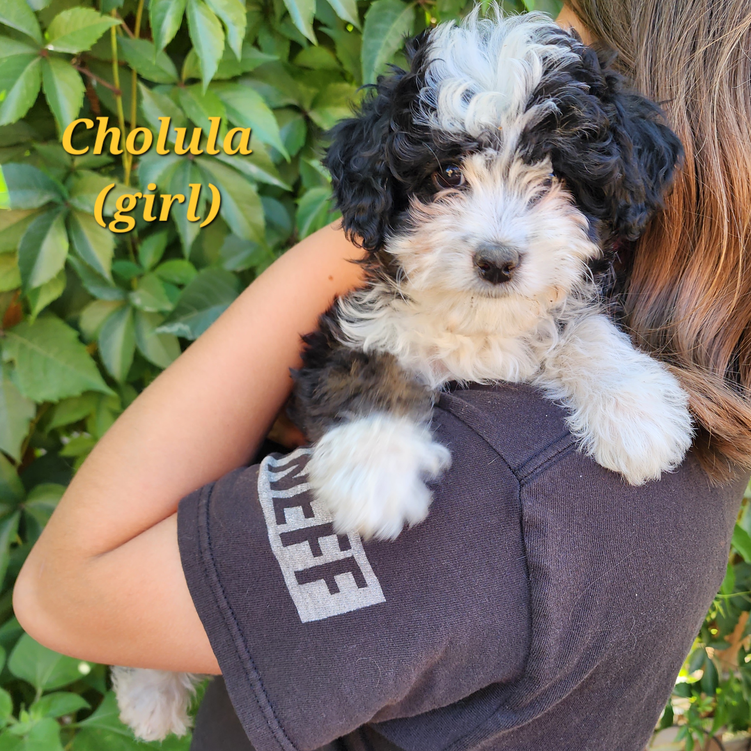 Girl 1 - Cholula - Tri-color Bernedoodle puppy in Salt Lake City, Utah from Doni Doodles & Danes