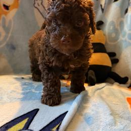 Milo - Brown male Poodle puppy in Patterson, New York from Pixie Poodles