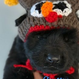Stuffing (blue collar) - Black male German Shepherd puppy in Canterbury, Connecticut from Nachtwaechter German Shepherds, LLC