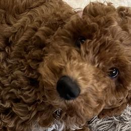 Goldendoodles and Poodles from Little Potatoes