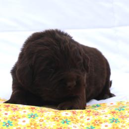 Jane (Yellow collar) - Brown female Newfoundland puppy in Kimball Twp, Michigan from Pine River Newfoundlands