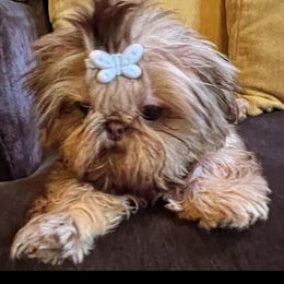 Emmy - Shih Tzu