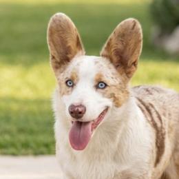 American Corgis and Cardigan Welsh Corgis from BeauCoup Corgis