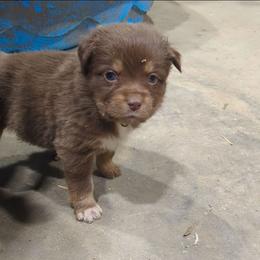 Aunt Bethany - Red tri-color female Australian Shepherd puppy in Almo, Kentucky from Riley's Paw Pals