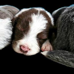 Stream - White and red male Border Collie puppy in Cedar Springs, Michigan from Lyncroft Border Collies