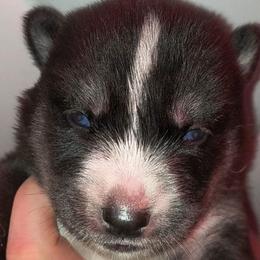 Artemis - Sable and white female Siberian Husky puppy in Richland, Mississippi from Feazell’s Siberian Huskies