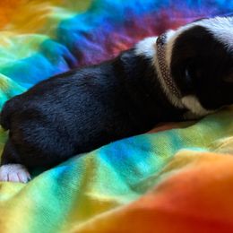 BARBARA - AKC - **SALE** - Black and white female Boston Terrier puppy in Anderson, South Carolina from Lola’s House of Bostons & Rescue