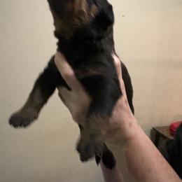 Baby girl - Black and mahogany female Rottweiler puppy in Colorado Springs, Colorado from Von Locher Rotties