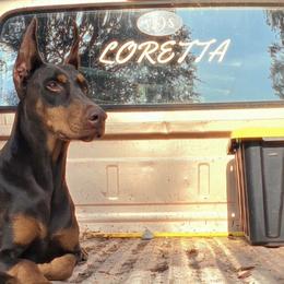 Doberman Pinschers from Capsaicin's Kennel
