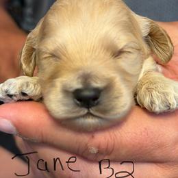 Jane B2 - Buff male Cockapoo puppy in Haines City, Florida from Camic Cockapoos