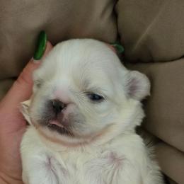Lucky - White female Pekingese puppy in Brown City, Michigan from Sweet Pekes