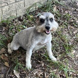 Mavis - Miniature Schnauzer