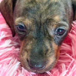 Ella - Brindle female Dachshund puppy in Channahon, Illinois from Lord Frank’s Mini Weeniers