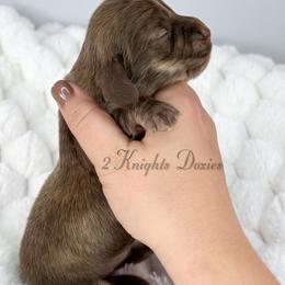 Aspen - Brindle female Dachshund puppy in New Braunfels, Texas from 2 Knights Doxies