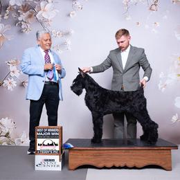 Hank - Giant Schnauzer