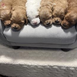 Female 1 pick - Apricot female Goldendoodle puppy in Mona, Utah from Hearts Full of Puppies