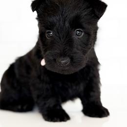 Lily - Black female Scottish Terrier puppy in Mount Joy, Pennsylvania from K&M Kennel