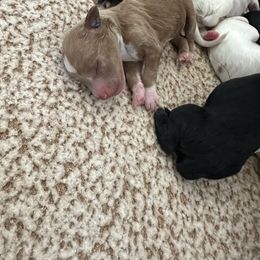 Reservation spot 3 - Black female Goldendoodle puppy in Redmond, Oregon from Bourbon and Lace Doodles