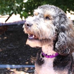 Bernedoodles from Peyton Doodles