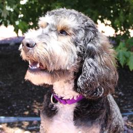 Bernedoodles from Peyton Doodles