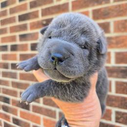 Liberty - Blue dilute female Chinese Shar-Pei puppy in Four Oaks, North Carolina from DCSHARPEI