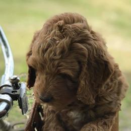 Goldendoodles from Doodle Dog Connection