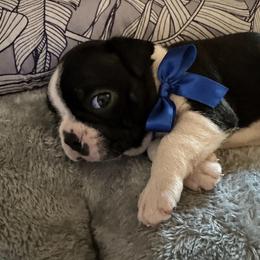 Rielly - Black and white male Boston Terrier puppy in Tenmile, Oregon from High Plains French Bulldogs,Boston Terriers and Frenchtons.