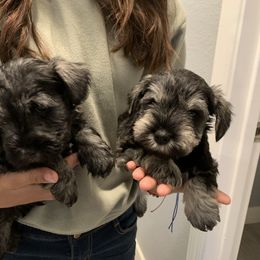 Miniature Schnauzer Puppies from Dirty Beard Mini Schnauzers