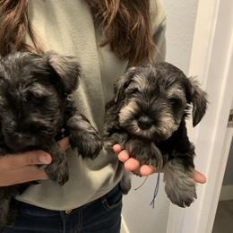Miniature Schnauzer Puppies from Dirty Beard Mini Schnauzers