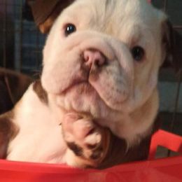 Bulldog Puppies from Stackedup Bulldogz