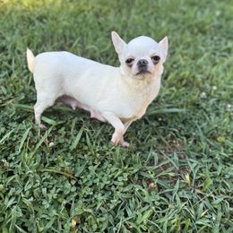 Beverly - Chihuahua