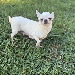 Beverly - Chihuahua