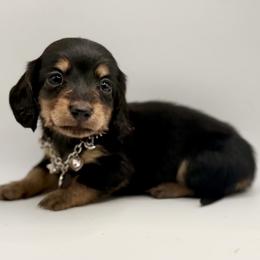Lyla- AKC 2500 Reduced until May 8 - Black and tan female Dachshund puppy in Bartlesville, Oklahoma from OkieDokieDox