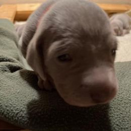 Weimaraners from Celtic Ayre