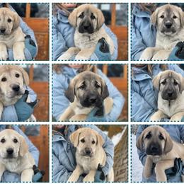 Anatolian Shepherd Dog Puppies from Wild Rooster Family Farm – AKC Anatolian Shepherd Breeder, OFA Health Tested