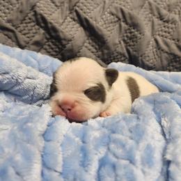 French Bulldog Puppies from Honey Hole Frenchies