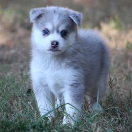 Rebel - Lavender male Pomsky puppy in Wolfe City, Texas from Susan Warnock