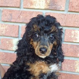 Black Phantom - Parti female Poodle puppy in Cypress Inn, Tennessee from Nine Pines Poodles