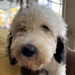 Black - Sheepadoodle puppy from CelticDoods